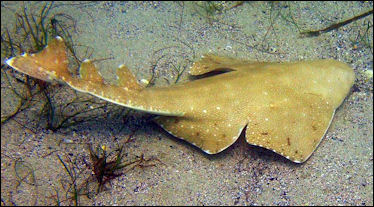 20120518-angel shark 800px-Squatina_australis.jpg